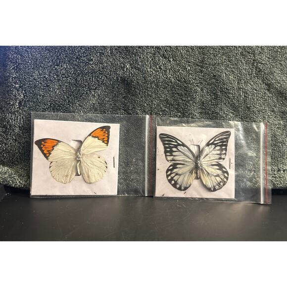 Vintage Pair of Butterfly Specimen for Projects, Art , Framing - Picture 1 of 7
